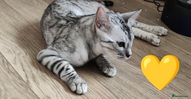 Bengal cats in Saint Helens - Advert 4