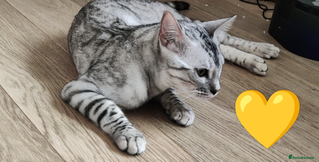 Bengal cats for sale: Only 2 boys left in Saint Helens - Image 3