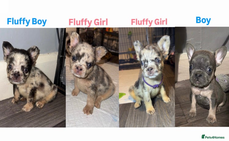 French Bulldog dogs French Bulldog puppies - Advert 1