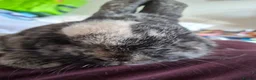 Mixed Breed rabbits for sale: Two boy rabbits  - Advert 6