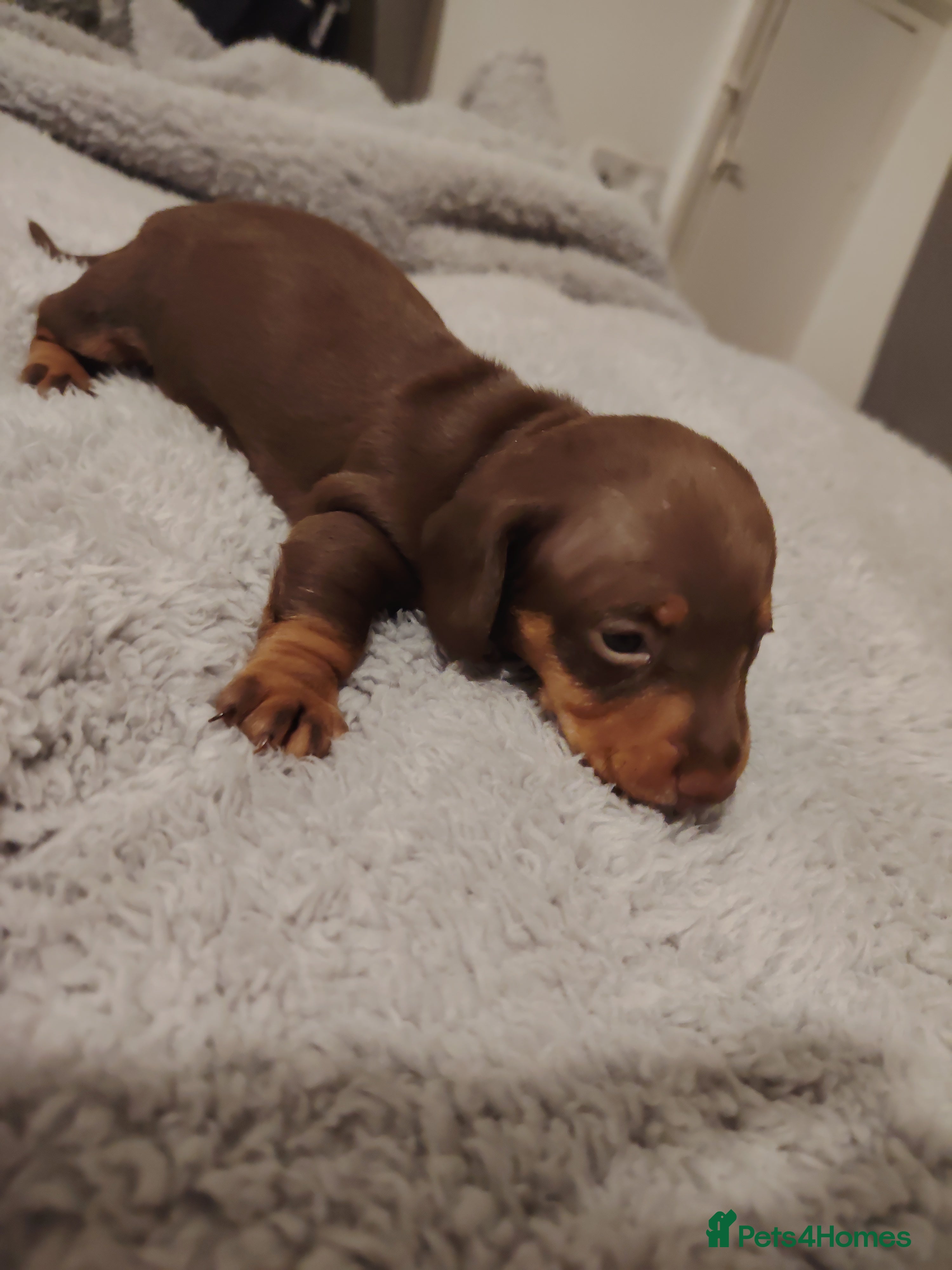 Miniature Dachshund dogs Mini dachshund - one female left  - Advert 18