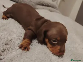 Miniature Dachshund dogs Mini dachshund - one female left - Advert 18