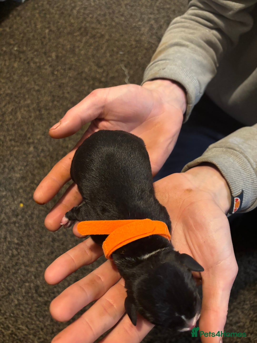 Mixed Breed dogs for sale: Puppies Looking For Forever Homes 🩷 - Advert 9