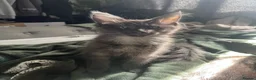 Maine Coon cats for sale: GCCF Maine coon boys ready now - Advert 10