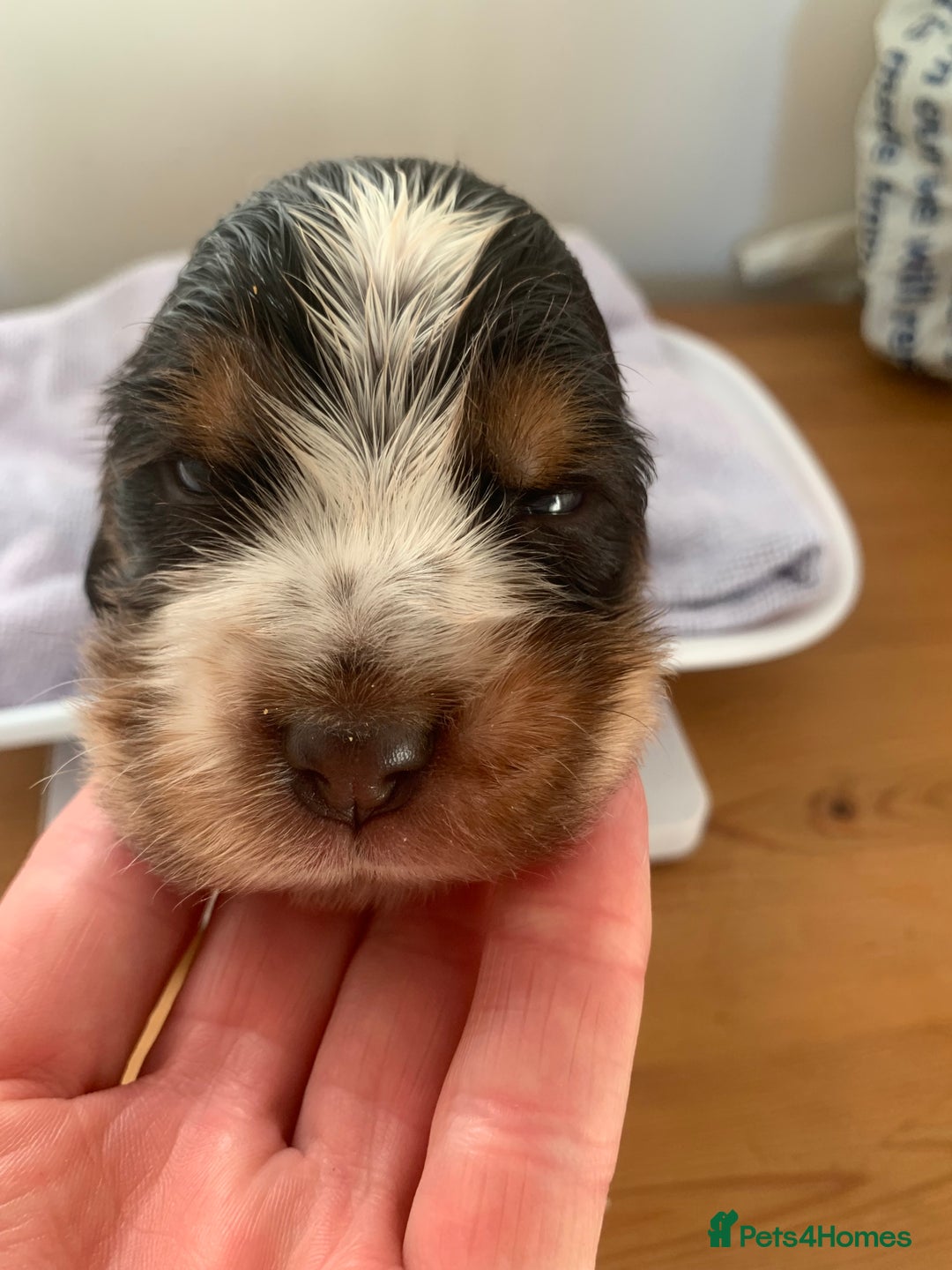 Cocker Spaniel dogs for sale: Beautiful show line cocker spaniel puppies  - Advert 21