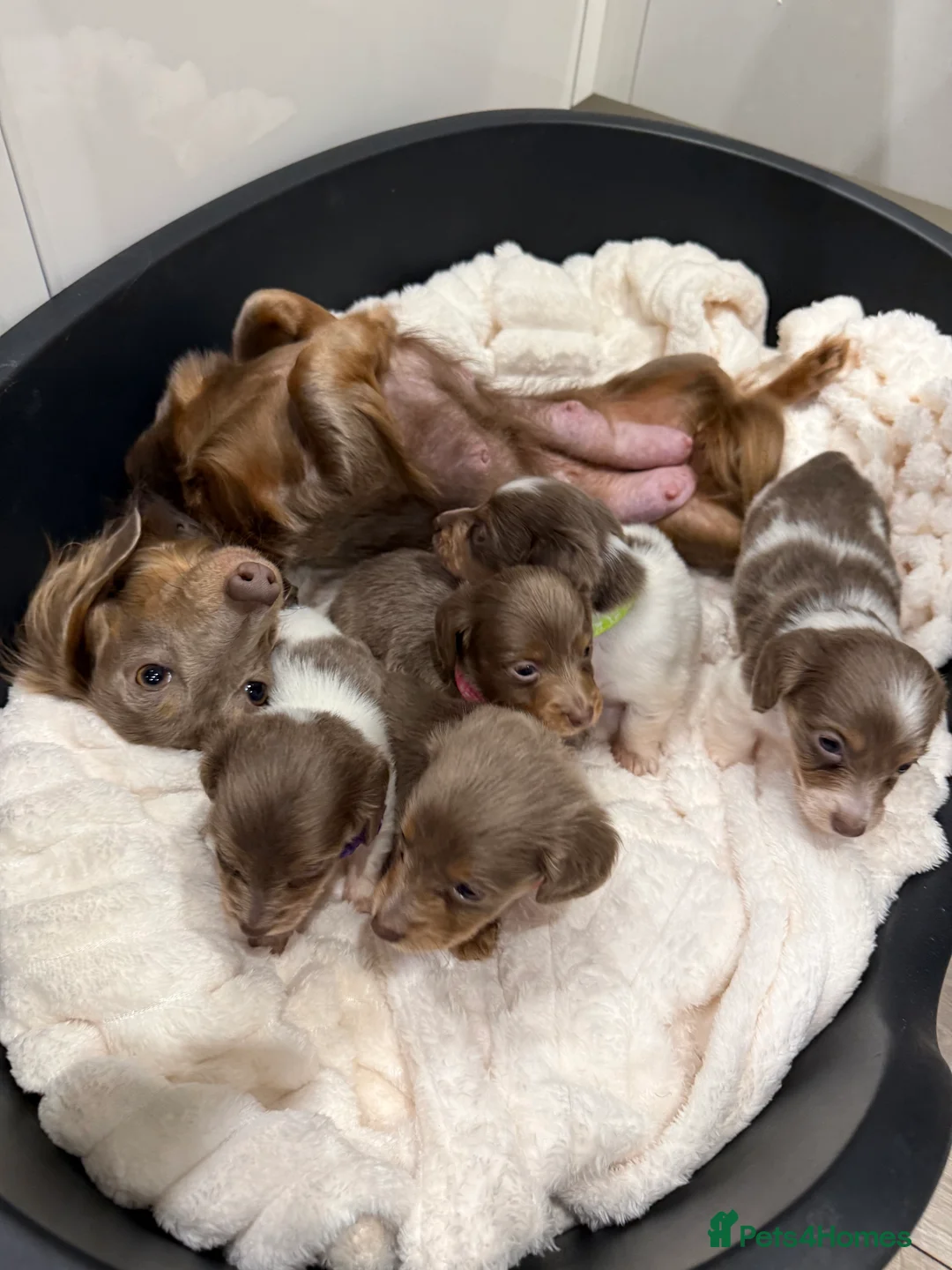 Miniature Dachshund dogs for sale: Stunning KC litter of Longhaired Minnies  - Advert 1
