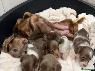 Miniature Dachshund dogs Stunning KC litter of Longhaired Minnies - Advert 3