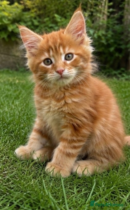 Maine Coon cats TICA Active Maine Coon Kittens – Ready Now - Advert 2
