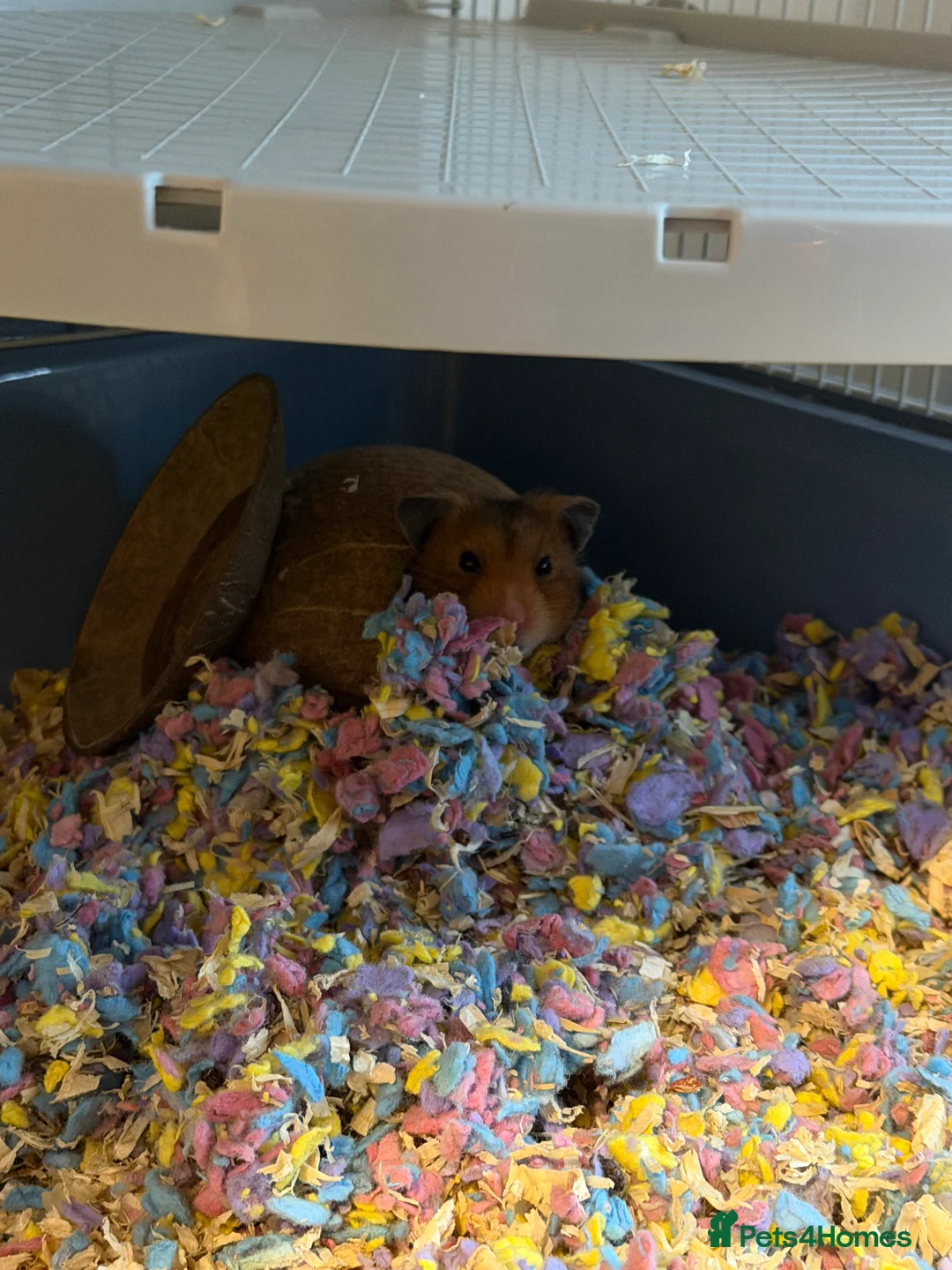 Hamster rodents for sale: 2 syrian hamsters 1 male 1 female - Advert 2