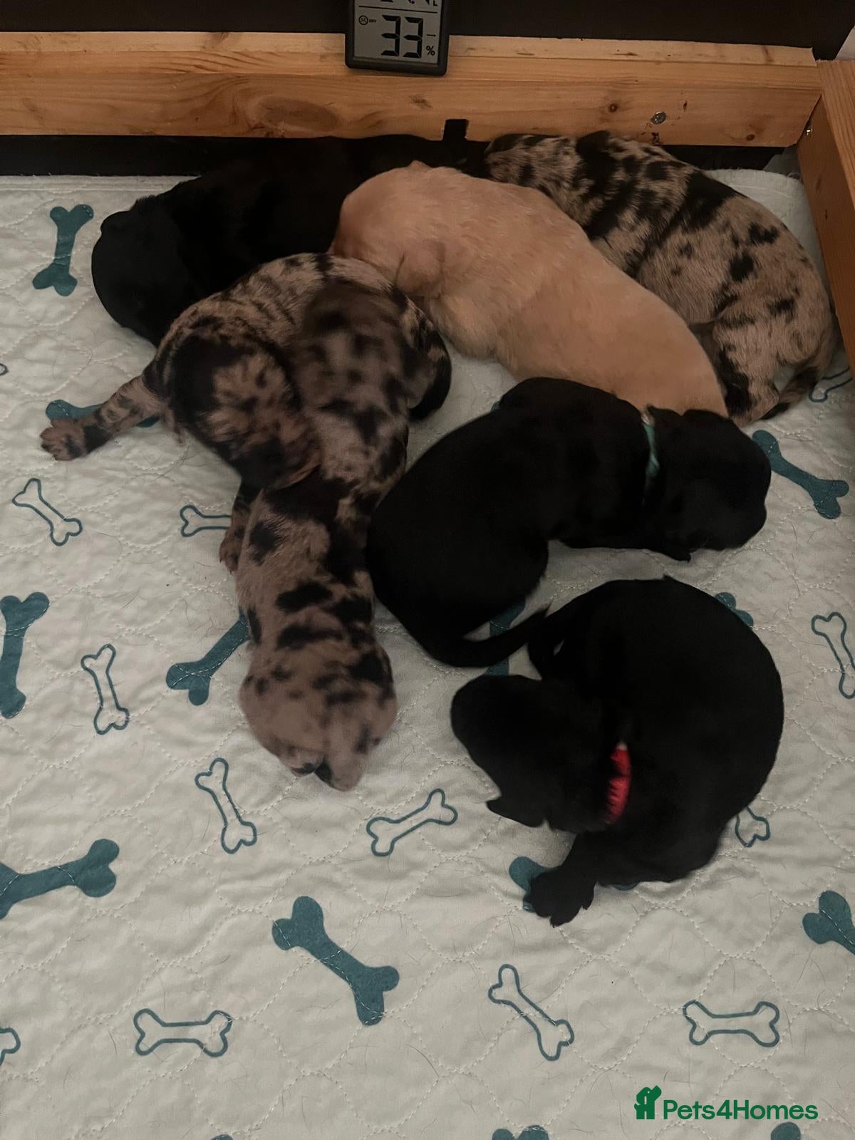 Labradoodle dogs Labradoodle puppies (home-raised) for sale - Advert 5