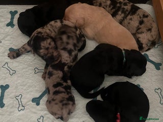 Labradoodle dogs Labradoodle puppies (home-raised) for sale - Advert 5