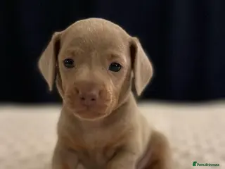 Miniature Dachshund dogs KC Miniature Isabella Dachshunds - Advert 18