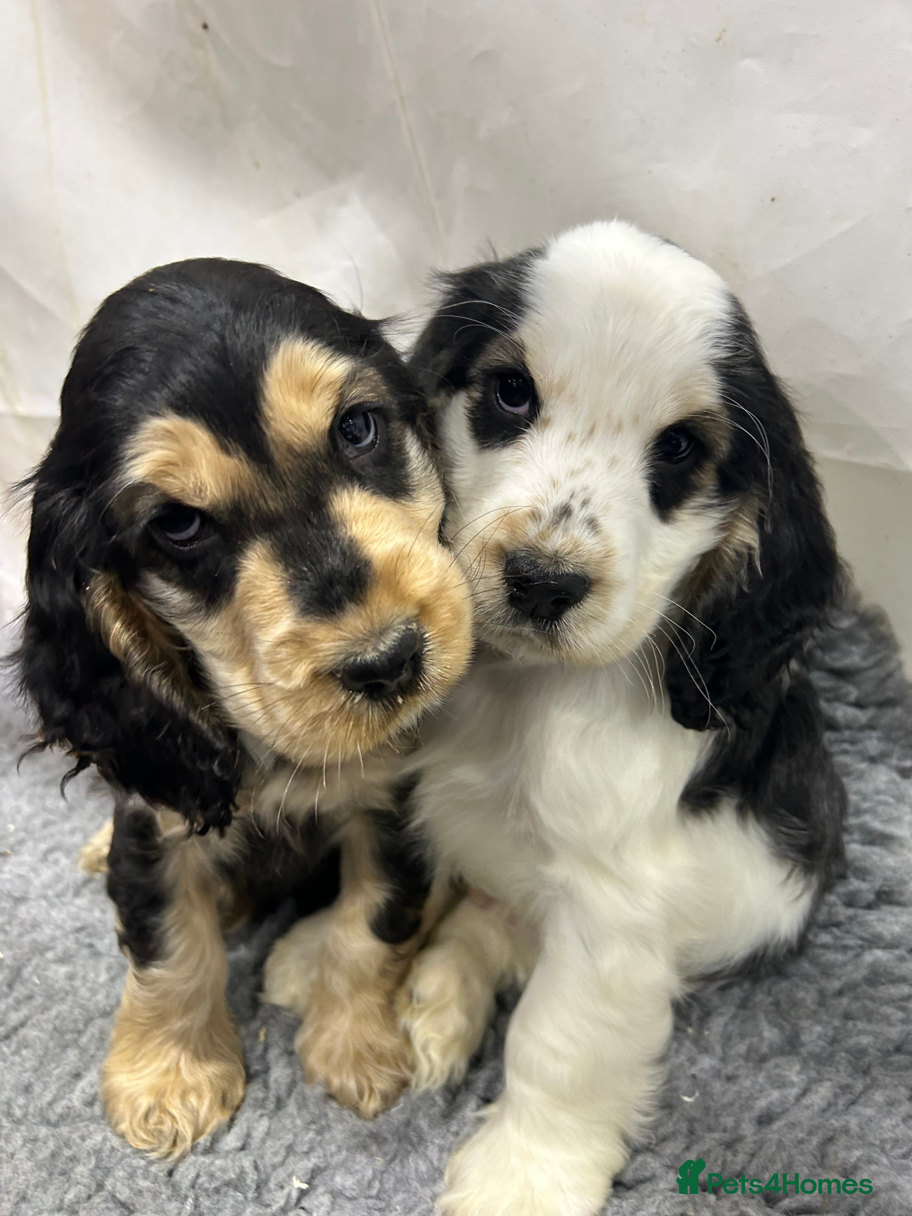 Cocker Spaniel dogs KC registered, health tested, Show cocker spaniels - Advert 11