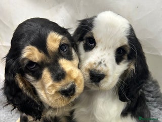 Cocker Spaniel dogs KC registered, health tested, Show cocker spaniels - Advert 1