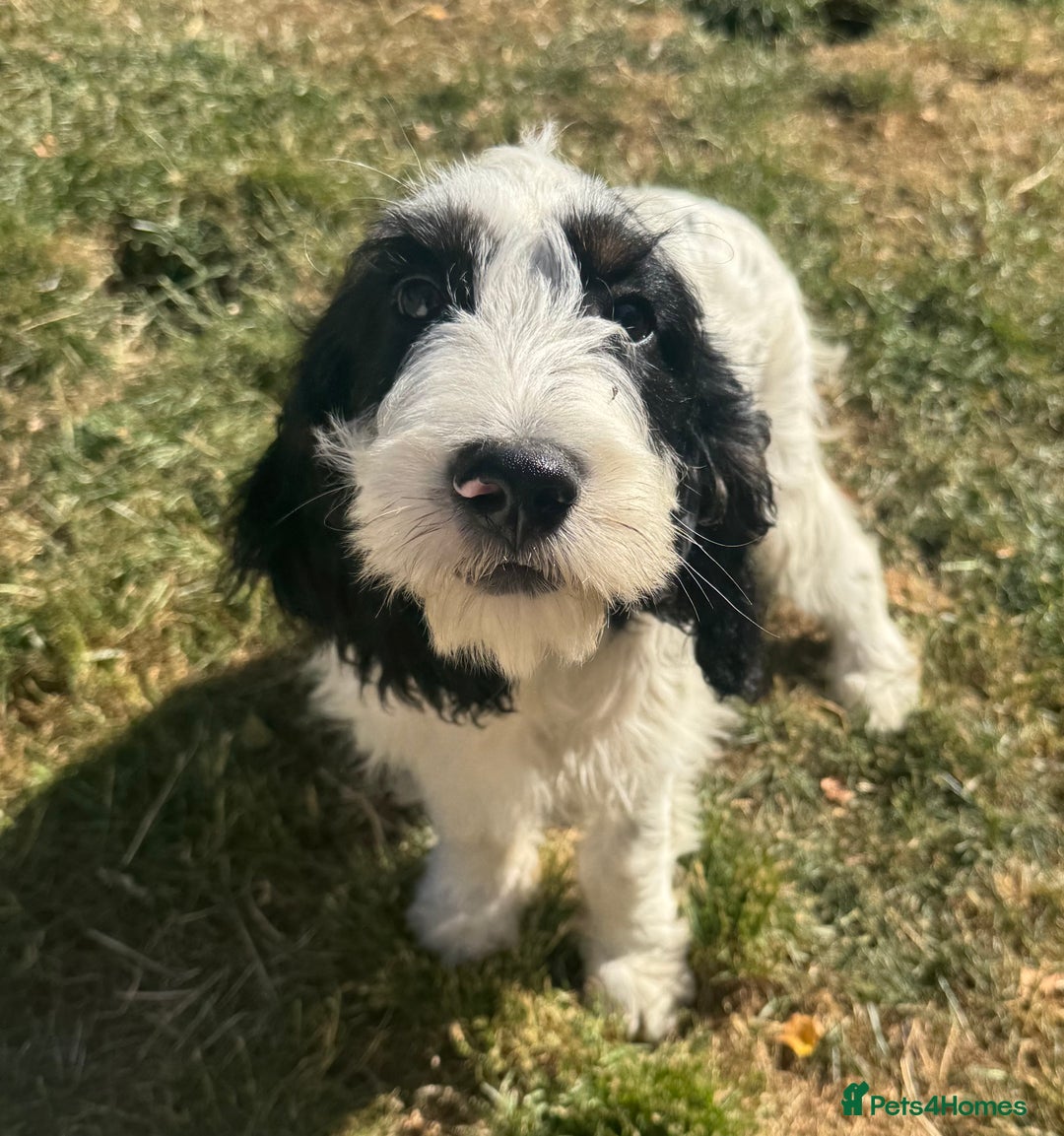 Cockapoo dogs for sale: PRICE REDUCED - READY NOW Chunky Parti Cockapoos in Milton Keynes - Image 1