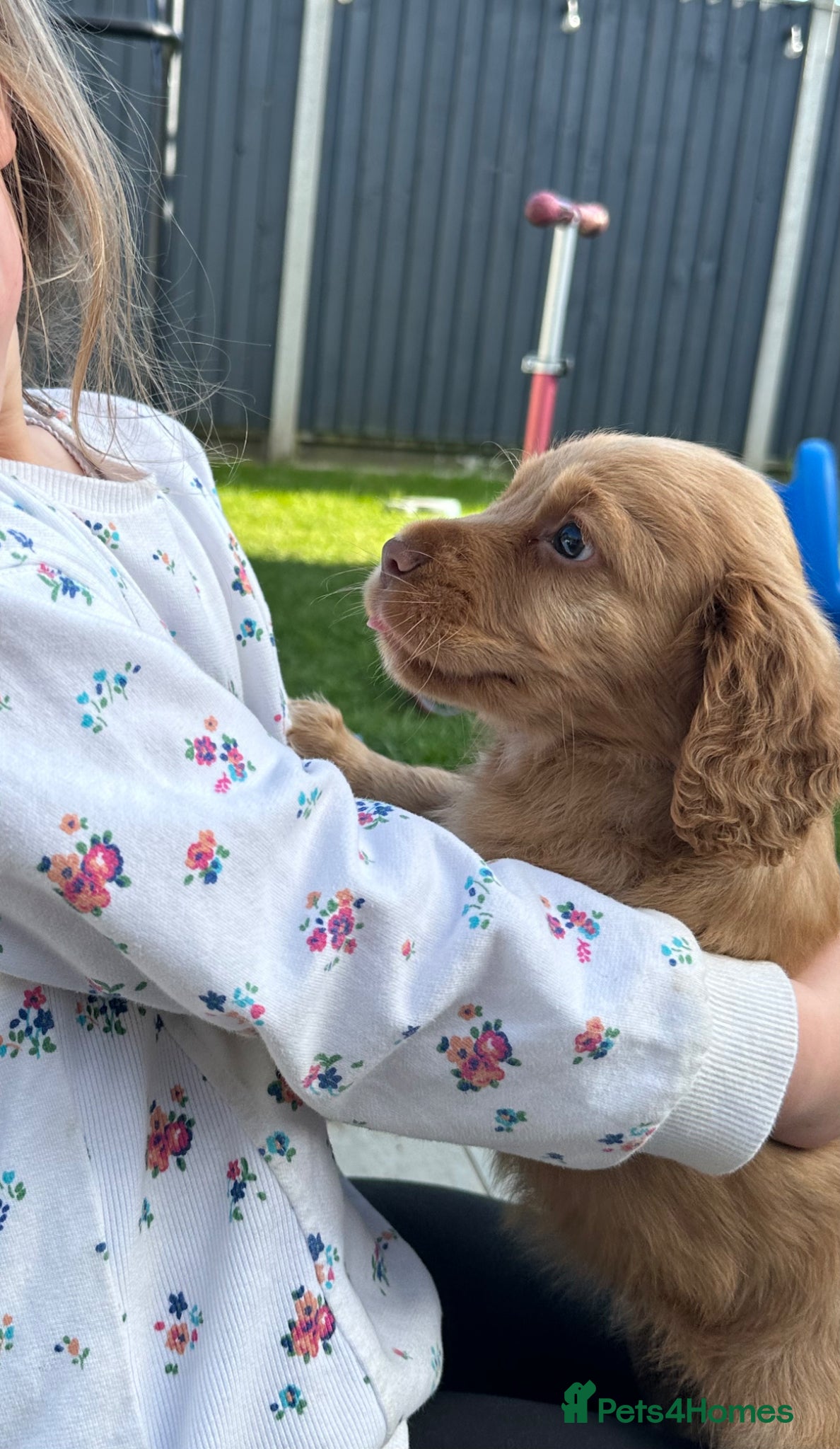 Cocker Spaniel dogs Working Cocker Spaniel Puppies - Advert 1