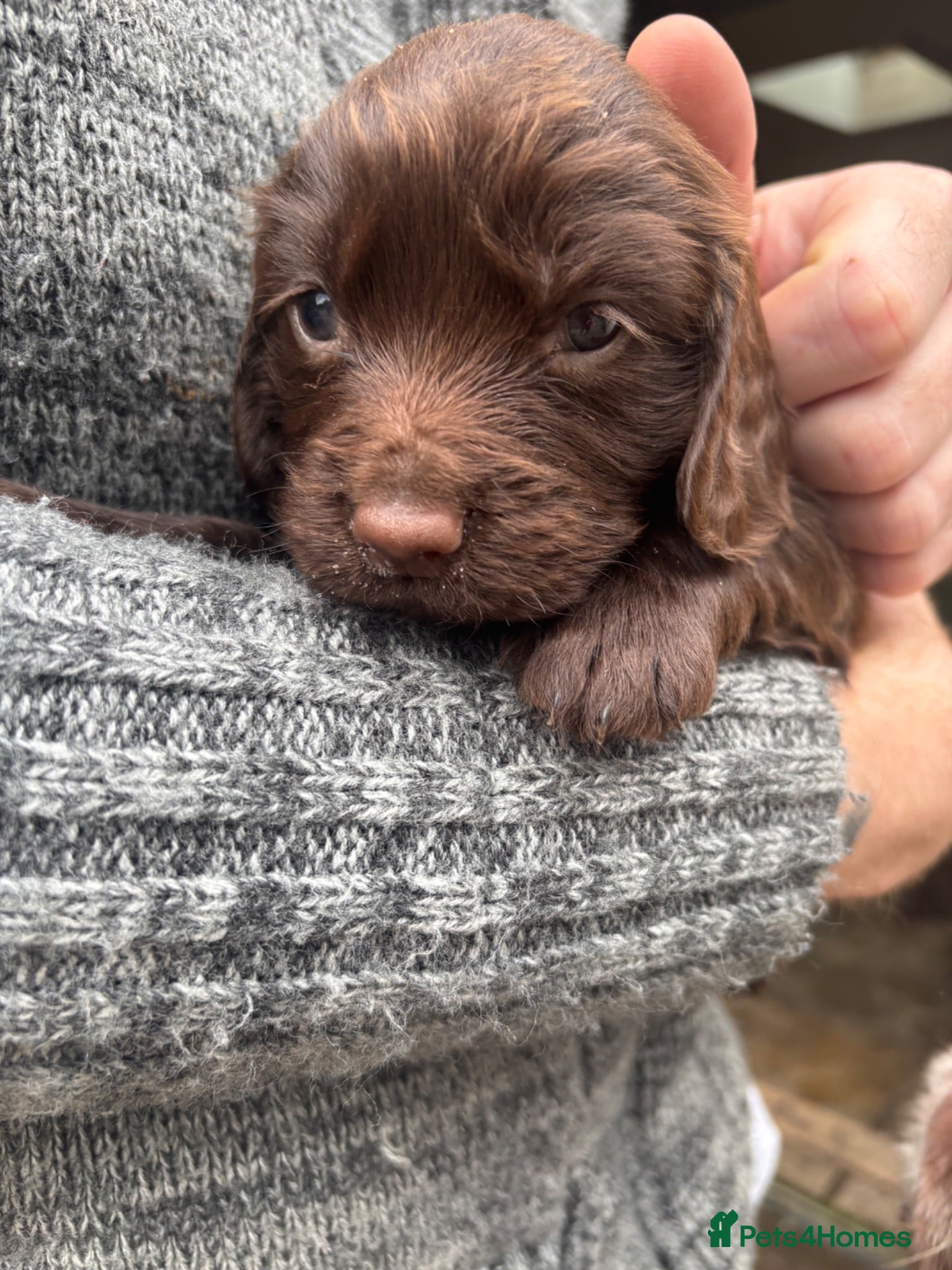 Cocker Spaniel dogs Gorgeous cocker spaniels  - Advert 1