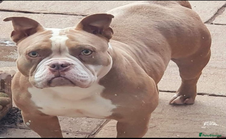 American Bully dogs - Advert 10