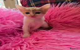 Mixed Breed cats for sale: Kittens  - Image 9