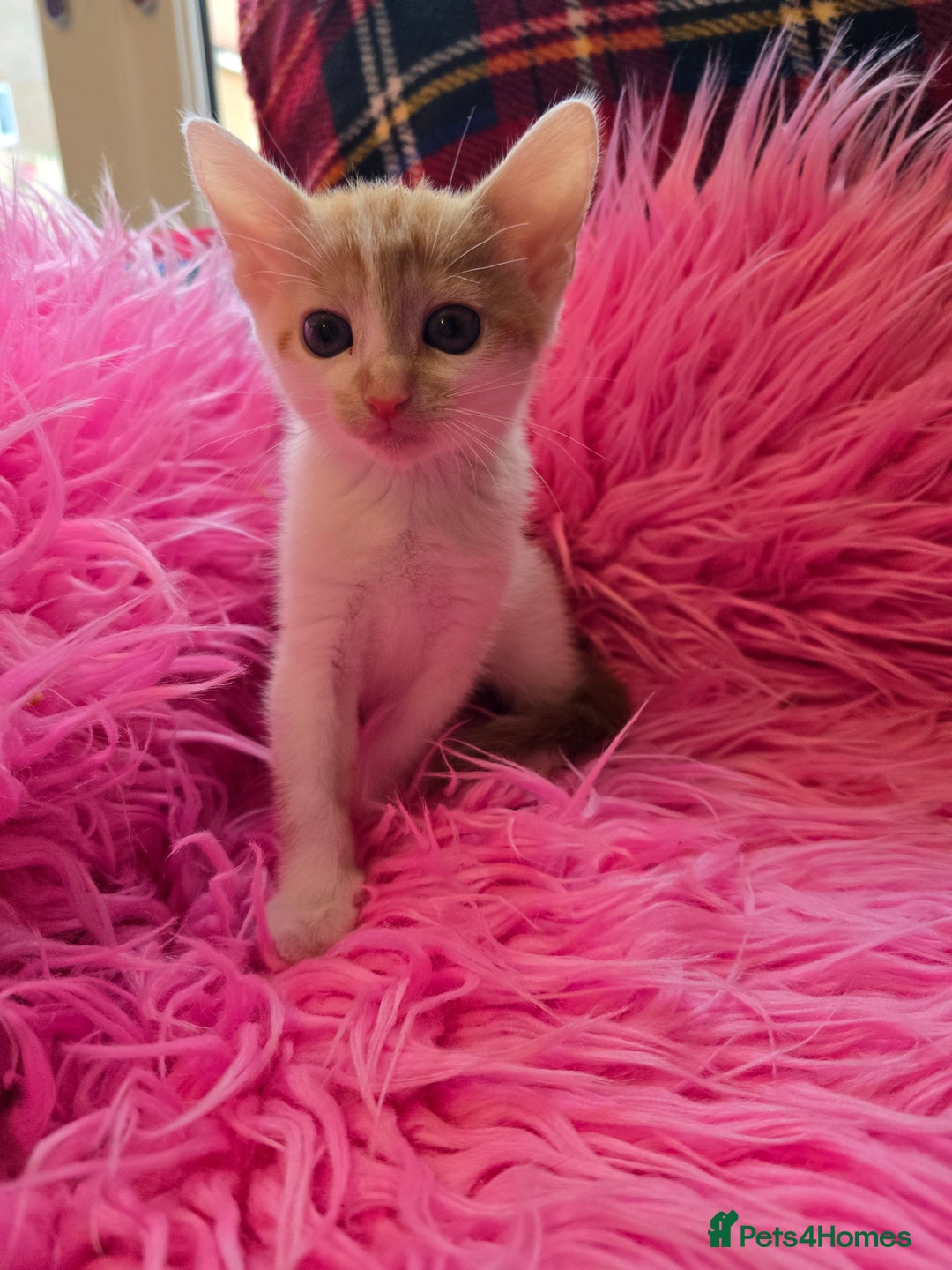 Mixed Breed cats for sale: Kittens  - Image 9