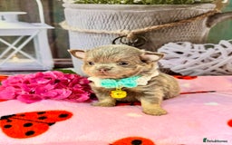 Chihuahua dogs for sale: 💜🤎 Exotic KC LC chihuahuas 🤎💜 - Image 10