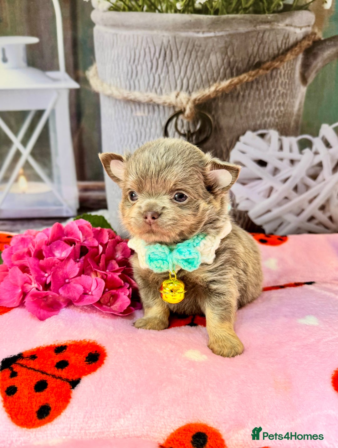 Chihuahua dogs for sale: 💜🤎 Exotic KC LC chihuahuas 🤎💜 - Image 10
