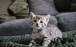 Bengal cats for sale: Beautiful Bengal Kittens - Image 10