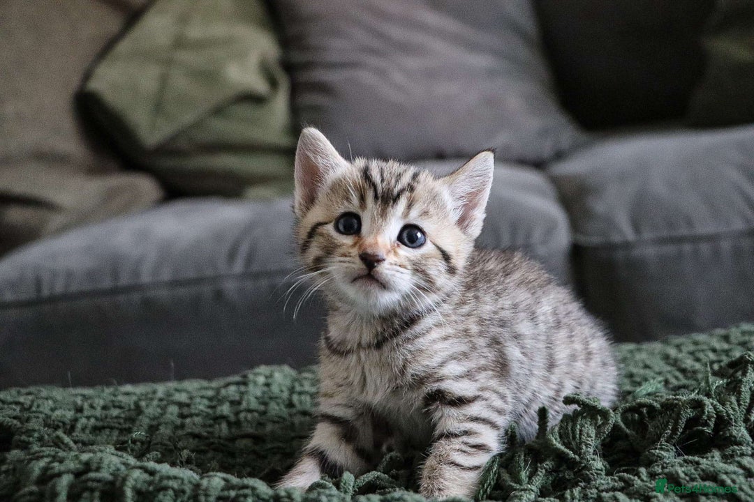 Bengal cats for sale: Beautiful Bengal Kittens - Image 10