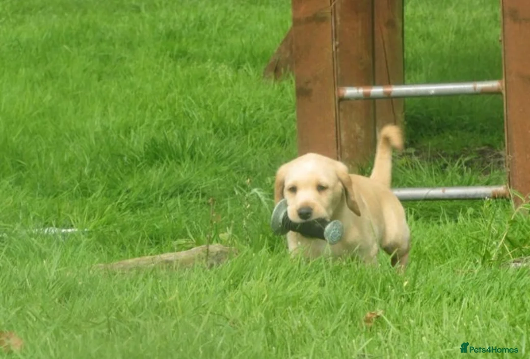 Labrador Retriever dogs for sale: Ftch kc reg labrador puppies  - Advert 14