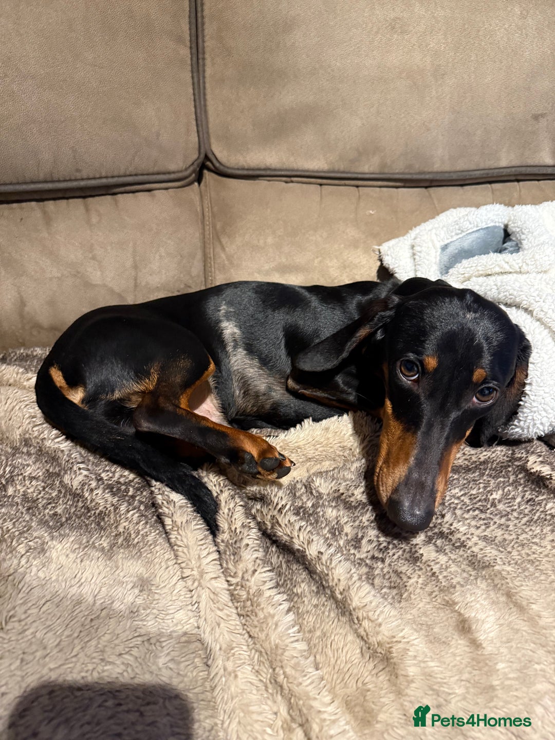 Dachshund dogs for sale: Dachshund 11 months old  - Advert 2
