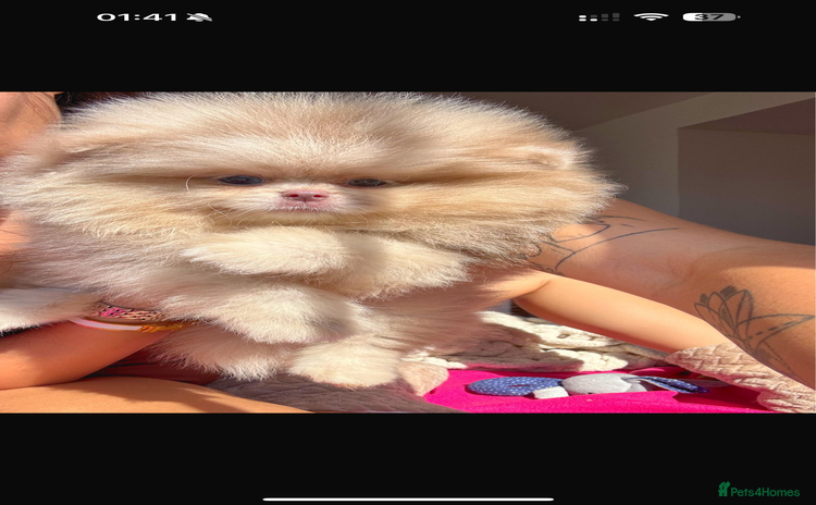 Pomeranian dogs - Advert 1