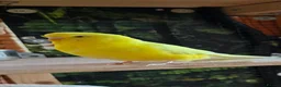 Budgerigars birds for sale: 6 Budgerigars for Sale - Advert 9