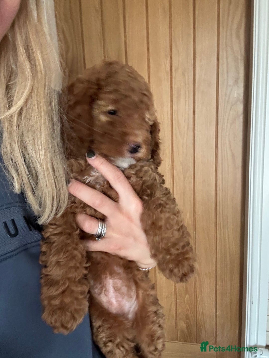 Cockapoo dogs for sale: Cockapoo puppies in Preston - Image 31