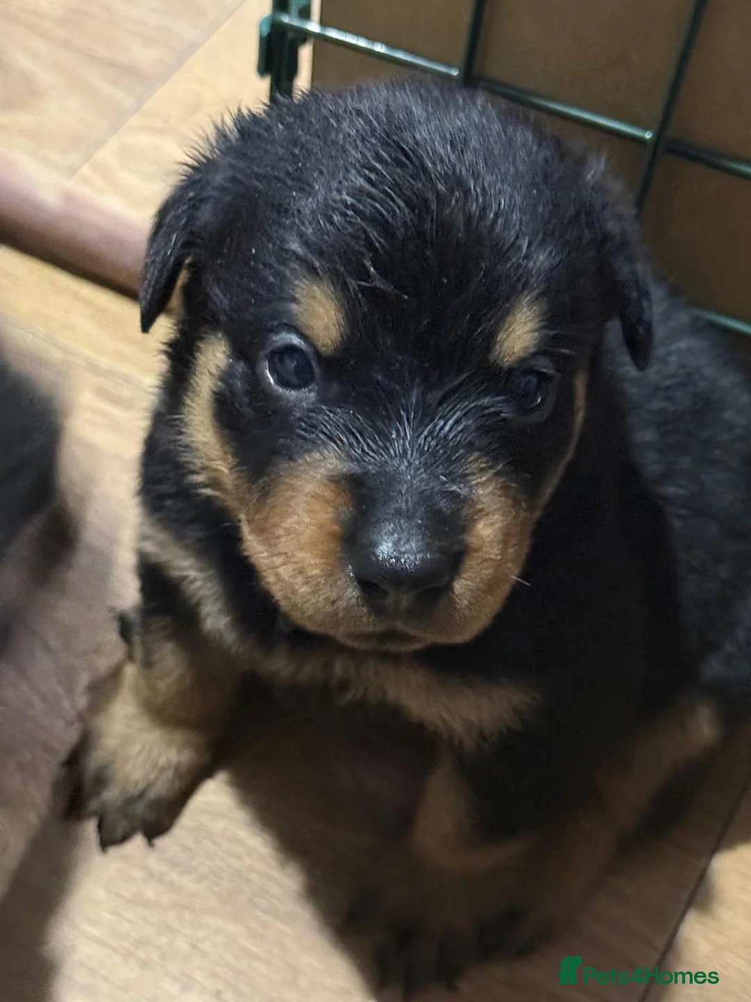 Rottweiler dogs for stud: Proven lovely nature big boy for stud in Middlesbrough - Advert 10