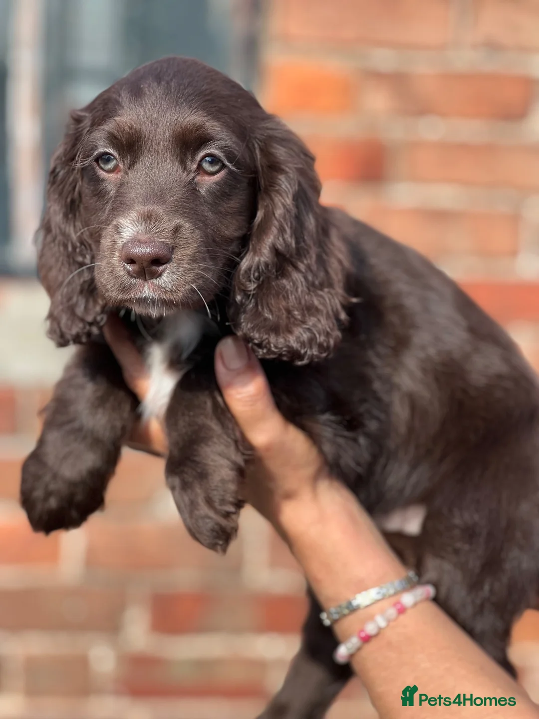 Cocker Spaniel dogs for sale: 5 quality cocker spaniel pups ready now 🐶🐾 - Advert 1