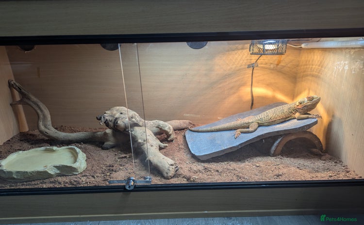 Bearded Dragon reptiles - Advert 1