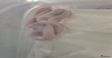 Corn Snake reptiles - Advert 12