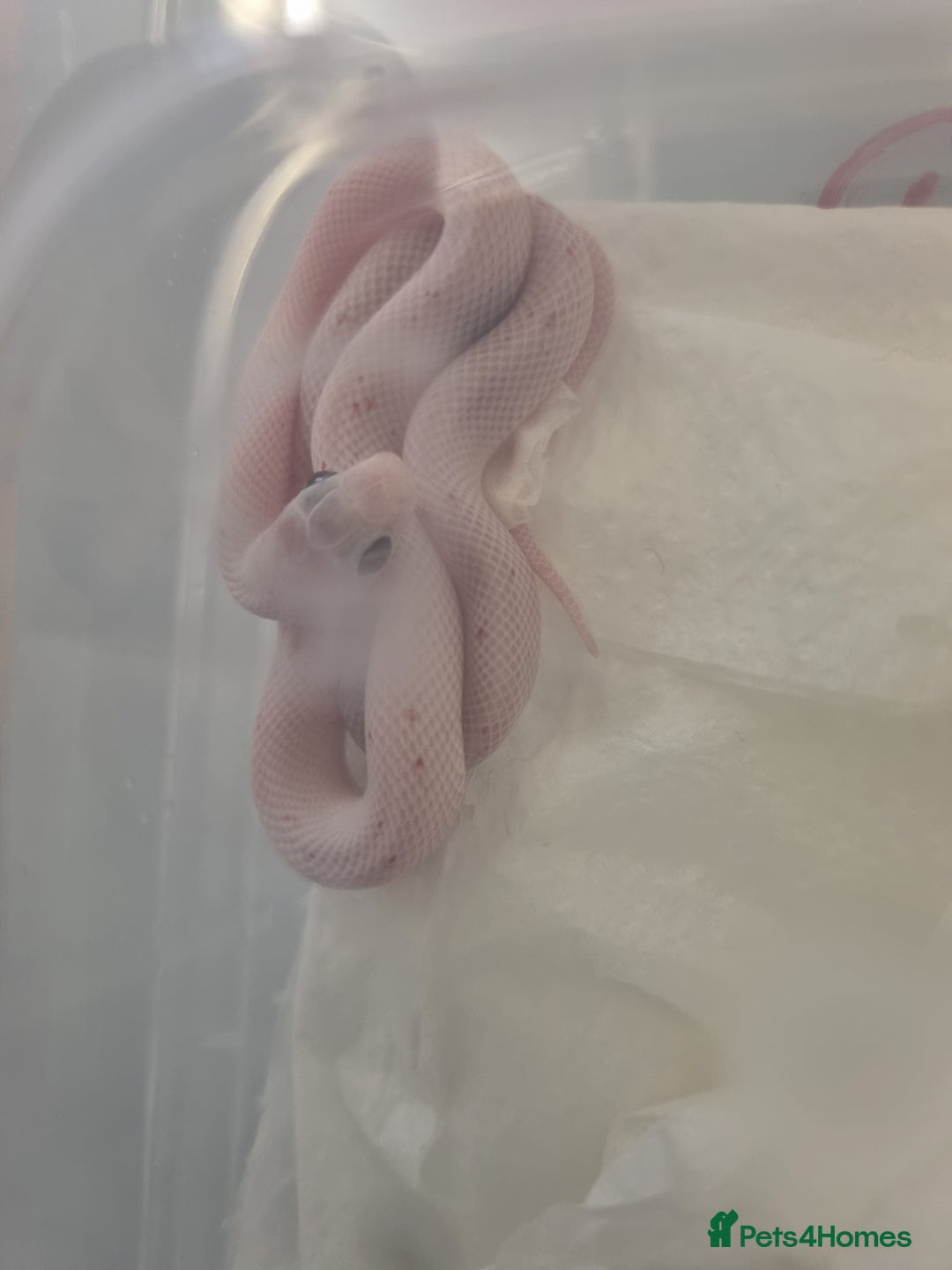 Corn Snake reptiles for sale: Hypo Cinder Palmetto babys - Image 2