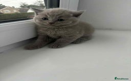 Scottish Fold cats for sale: Absolutely stunning kittens  - Image 12