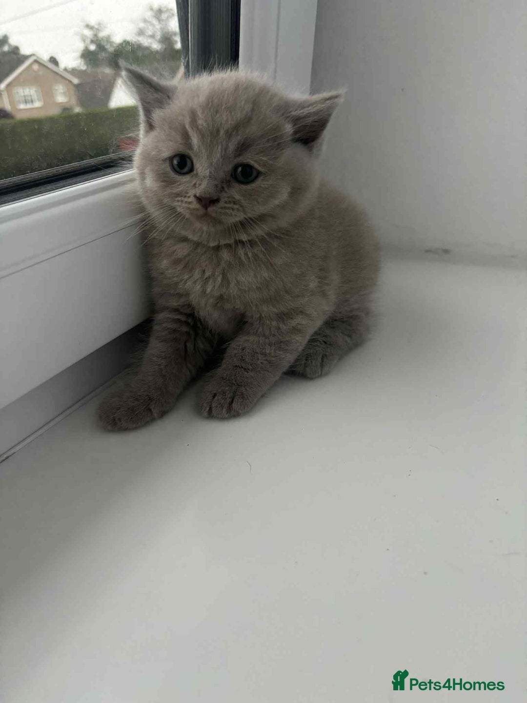 Scottish Fold cats for sale: Absolutely stunning kittens  - Image 12