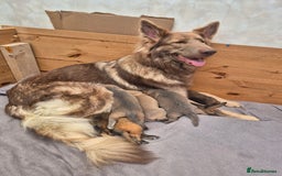 German Shepherd dogs for sale: Stunning blue and sable GSD puppies - Image 8