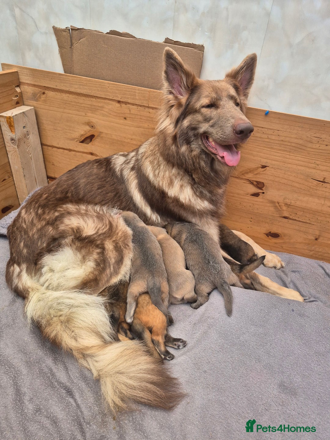 German Shepherd dogs for sale: Stunning blue and sable GSD puppies - Image 8