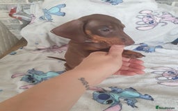 Miniature Dachshund dogs for sale: Miniature dachshund puppies for sale - Image 4