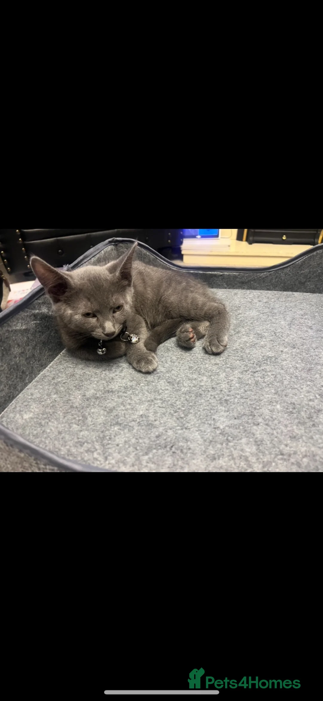 Russian Blue cats for sale: Russian blue  in Hemel Hempstead - Advert 2