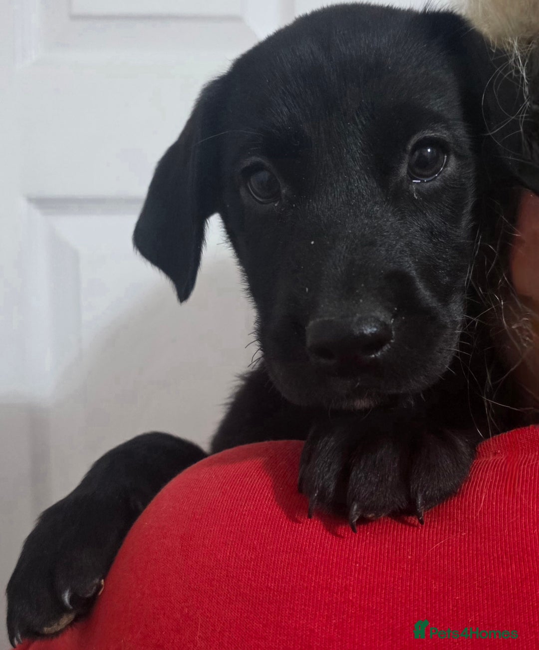 Mixed Breed dogs for sale: STUNNING RED FOX LABRADOR X SPECIAL SIBERIAN HUSKY - Advert 4