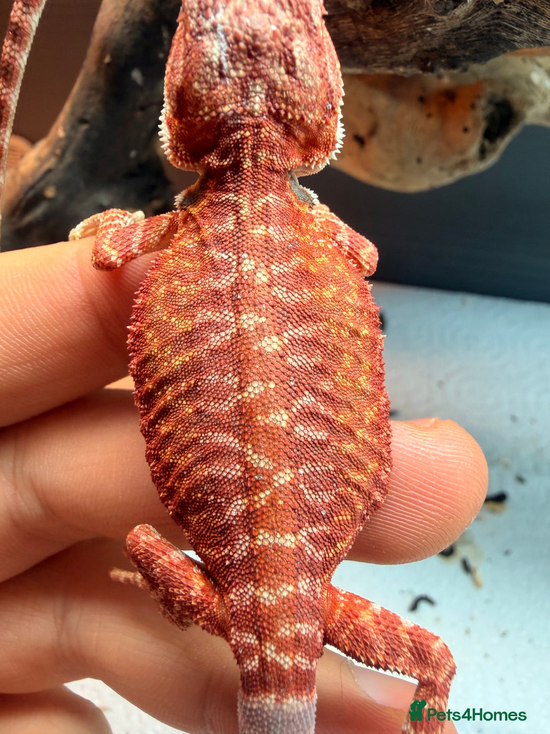 Bearded Dragon reptiles for sale: Red baby Bearded Dragons ready to go! - Advert 3