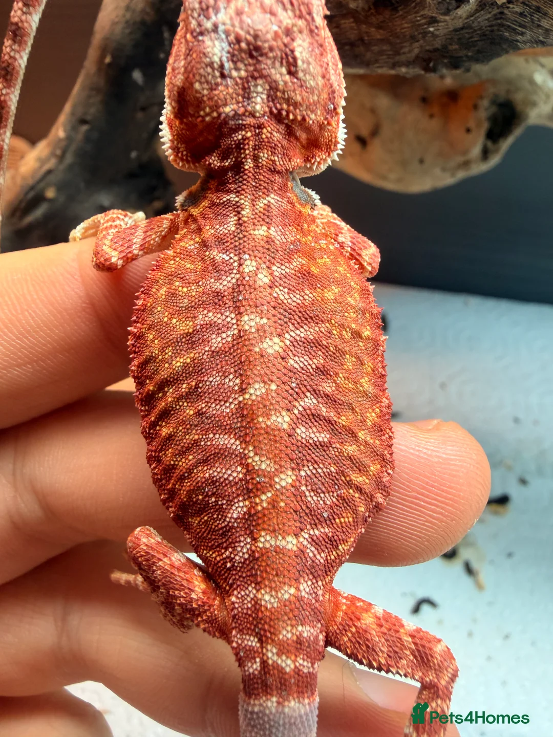 Bearded Dragon reptiles for sale: Red baby Bearded Dragons ready to go! - Advert 3