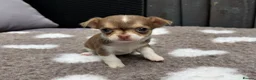 Chihuahua dogs for sale: 🐶Tiny exquisite RARE blue, Lilac & Chocolate Tri  - Advert 22