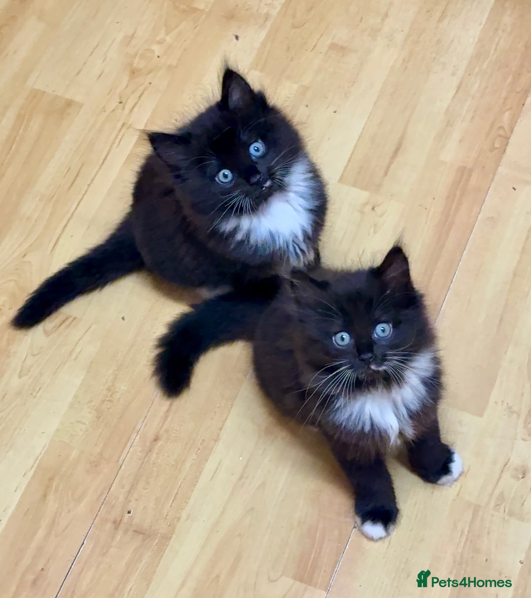 Mixed Breed cats for sale: 4 Beautiful TUXEDO Kittens Available <3 - Advert 21