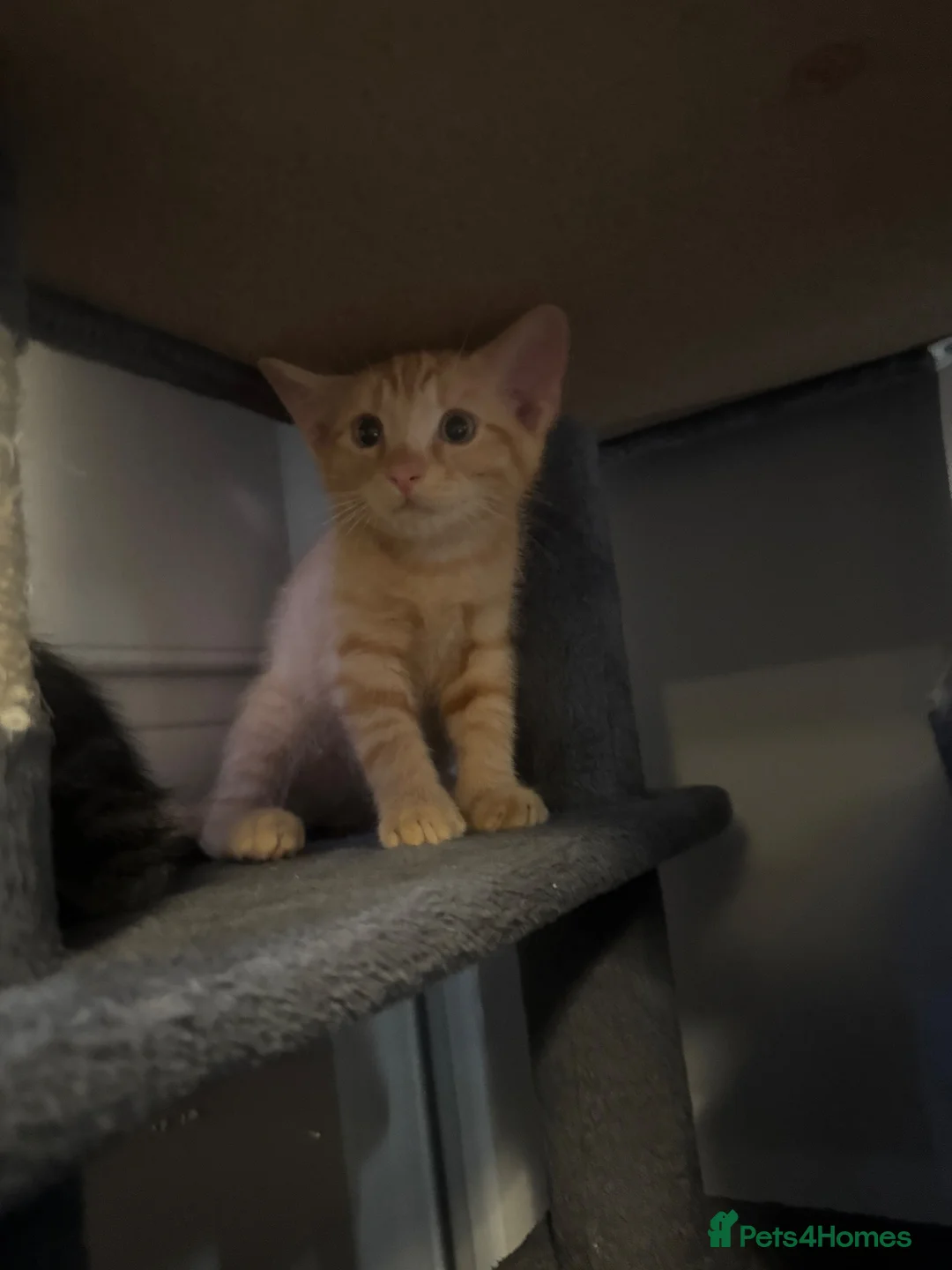 Mixed Breed cats for sale: 3 Bengal X kittens  - Advert 2